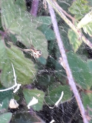 Linyphiidae