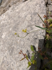 Bupleurum falcatum