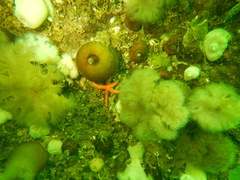 Henricia leviuscula