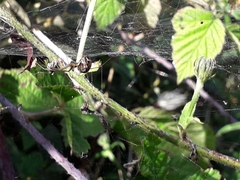 Linyphiidae