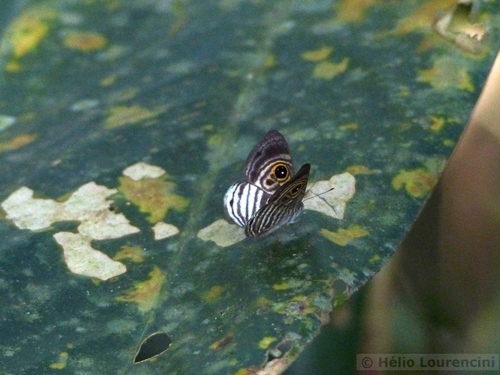 Mesosemia minos