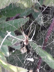Linyphiidae