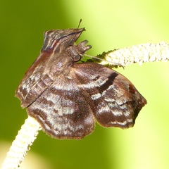 Quadrus cerialis