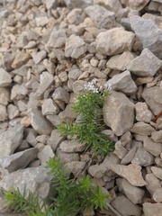 Asperula cretacea