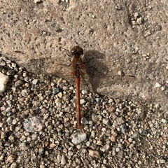 Sympetrum
