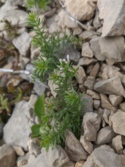 Asperula cretacea