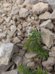 Asperula cretacea
