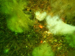 Cnemidocarpa finmarkiensis