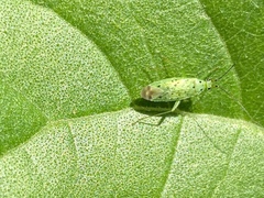 Ilnacora