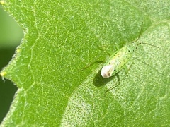 Ilnacora
