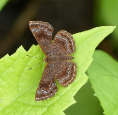 Calephelis braziliensis