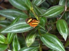 Hypothyris euclea laphria