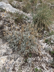 Cerastium biebersteinii