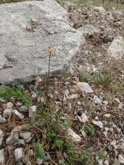 Allium marschalianum