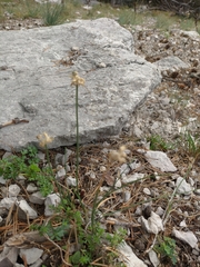 Allium marschalianum