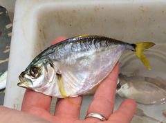 Chloroscombrus chrysurus