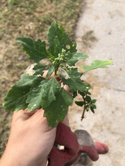 Chenopodium album