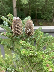 Abies koreana