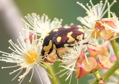 Clinteria klugi