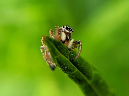 Heliophanus patagiatus