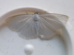 Protitame virginalis