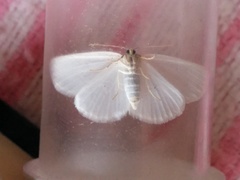 Protitame virginalis