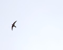 Aerodramus terraereginae