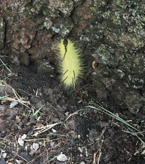 Lepidoptera