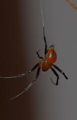 Nephilengys malabarensis