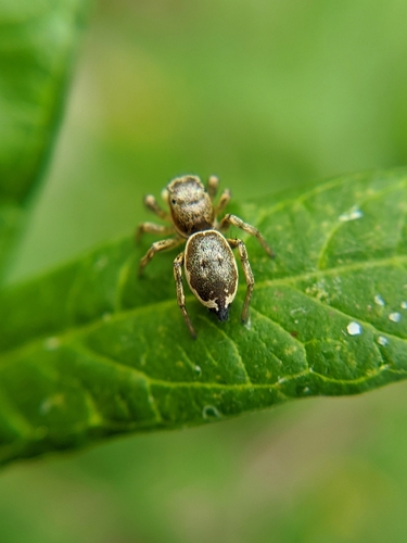 Heliophanus patagiatus