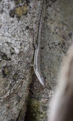 Anolis litoralis