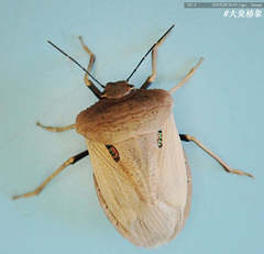 Chalcopis glandulosa