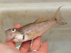 Diplectrum bivittatum