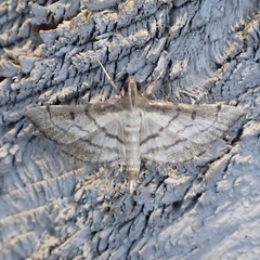 Marasmia cochrusalis