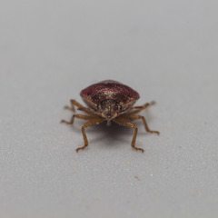 Stagonomus bipunctatus