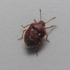 Stagonomus bipunctatus