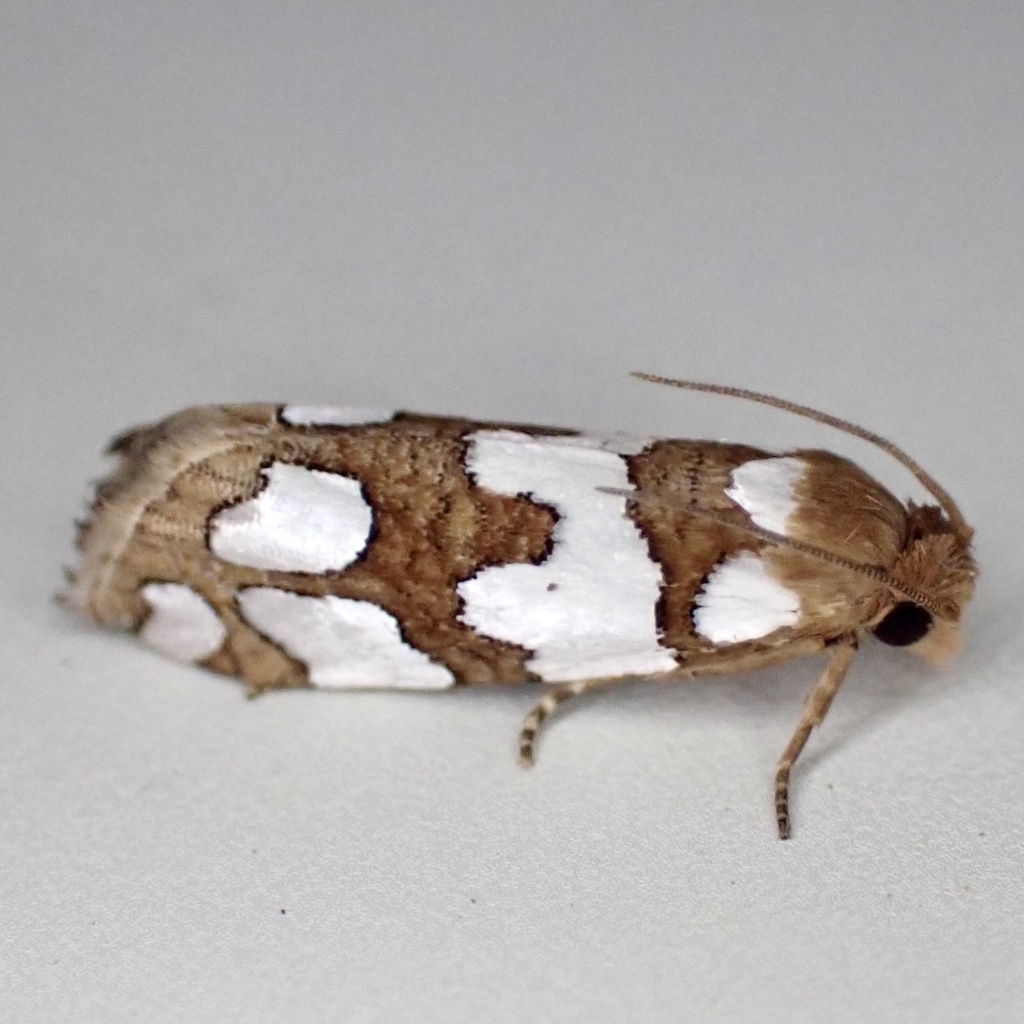 Five-spotted Pelochrista Moth