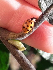 Harmonia axyridis