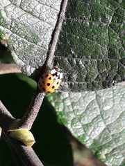 Harmonia axyridis