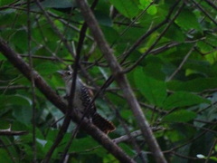 Thryophilus pleurostictus