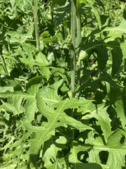 Lactuca indica