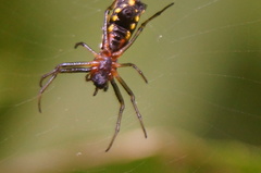 Micrathena funebris