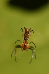 Micrathena funebris