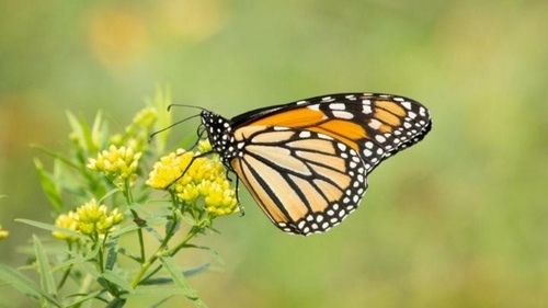 Monarch photographed in Indiana