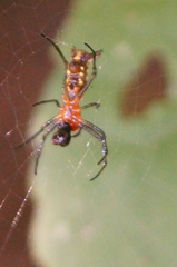 Micrathena funebris