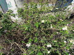 Lantana camara