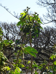 Ricinus communis