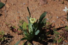 Ferraria macrochlamys