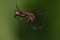 Micrathena funebris