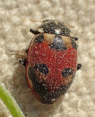 Hippodamia apicalis